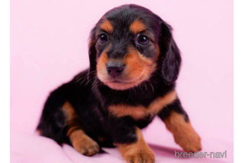 成約済の東京都のミニチュアダックスフンド(ロングヘアード)-225164の5枚目